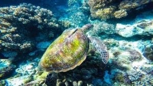 Apo Island