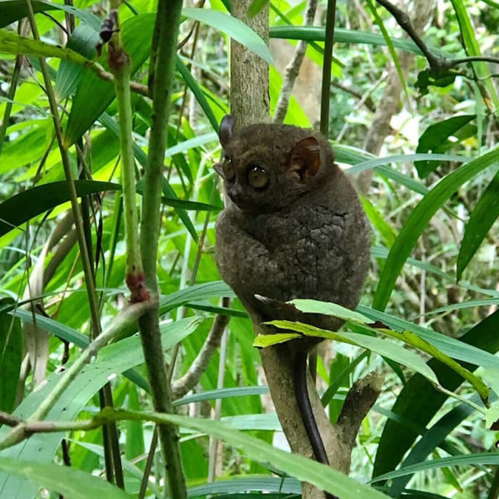 Bohol